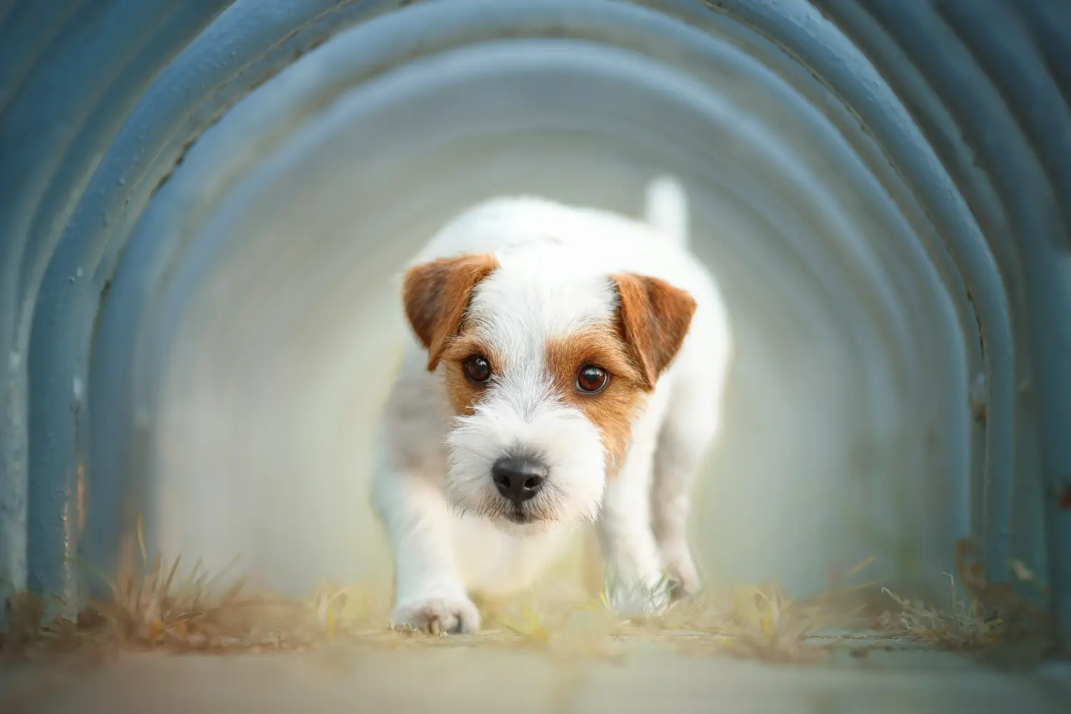 Comprar um cachorro Jack Russell significa assumir a responsabilidade! Comprar cachorros Jack Russell.