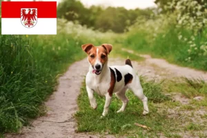 Read more about the article Criadores de Jack Russell e cachorros em Brandenburg