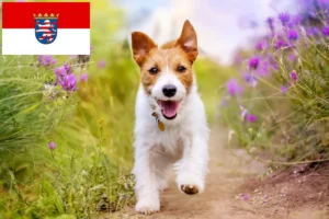 Read more about the article Criadores de Jack Russell e cachorros em Hessen