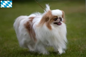 Read more about the article Criadores e cachorros de Chin do Japão na Baviera