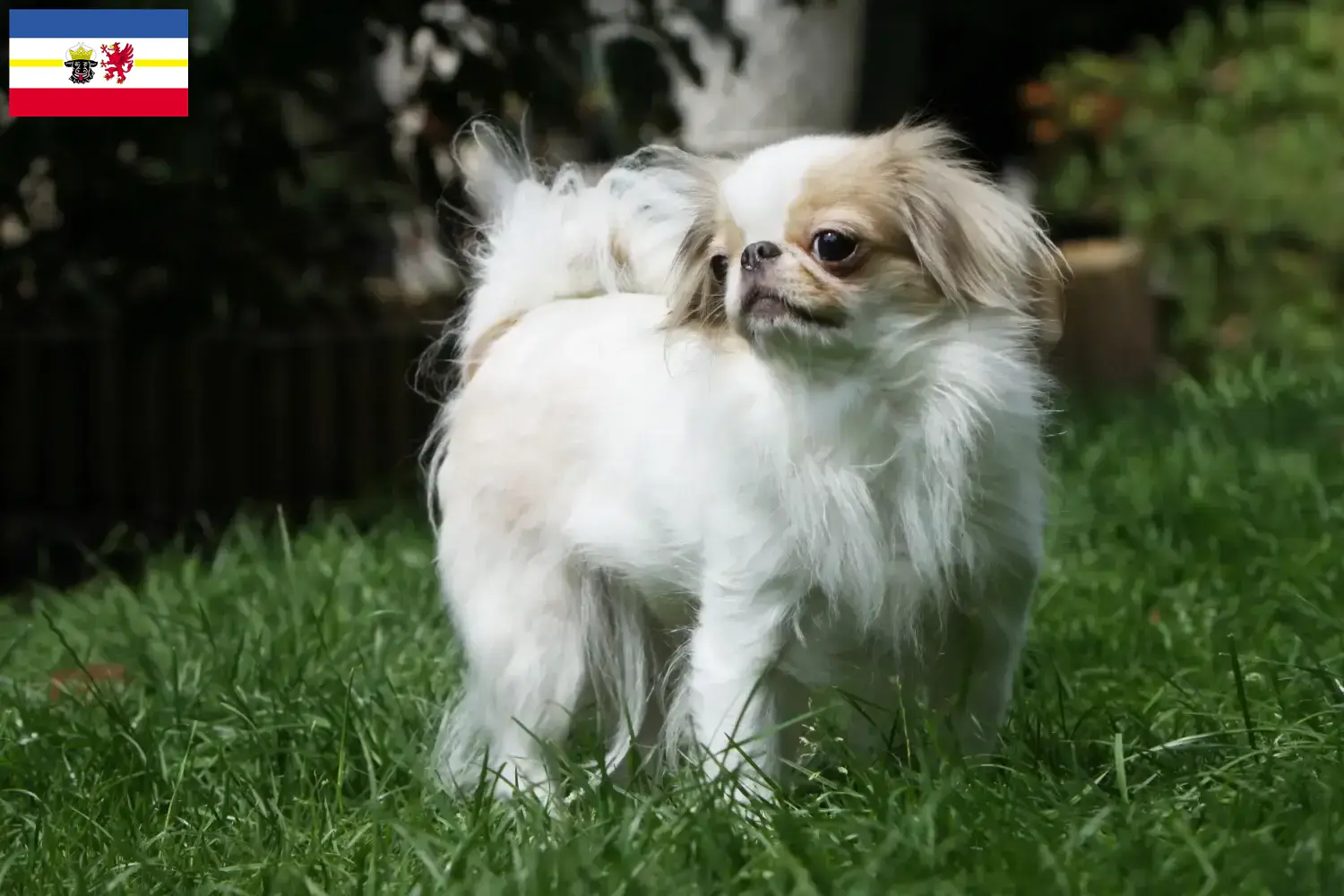 Read more about the article Criadores de Chin Japonês e cachorros em Mecklenburg-Vorpommern