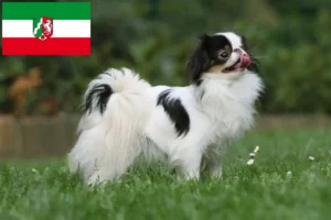 Read more about the article Criadores de Chin Japonês e cachorros na Renânia do Norte-Vestefália