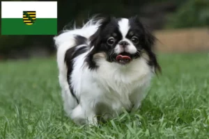 Read more about the article Criadores de Chin Japonês e cachorros na Saxónia