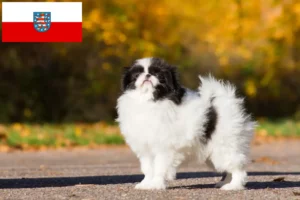 Read more about the article Japão Chin criadores e cachorros em Turíngia