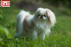 Read more about the article Japão Chin criadores e cachorros em Bremen