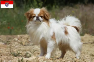 Read more about the article Japão Chin criadores e cachorros em Hessen