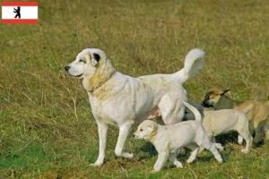 Read more about the article Criadores de Kangal e cachorros em Berlim
