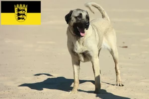 Read more about the article Criadores de Kangal e cachorros em Baden-Württemberg