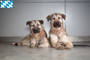 Read more about the article Criadores de Kangal e cachorros na Baviera