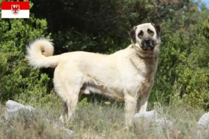 Read more about the article Criadores de Kangal e cachorros em Brandenburg