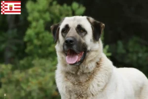 Read more about the article Criadores de Kangal e cachorros em Bremen