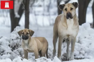 Read more about the article Criadores de Kangal e cachorros em Hamburgo