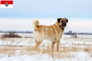 Read more about the article Criadores de Kangal e cachorros em Hessen