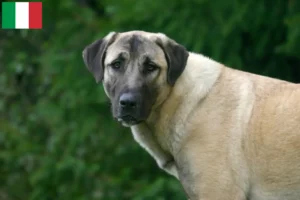 Read more about the article Criadores de Kangal e cachorros em Itália