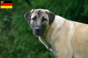 Read more about the article Criadores de Kangal e cachorros em Renânia-Palatinado