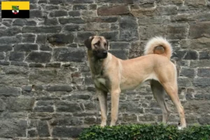 Read more about the article Criadores de Kangal e cachorros em Saxónia-Anhalt