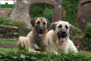 Read more about the article Criadores de Kangal e cachorros na Saxónia