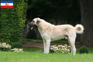 Read more about the article Criadores de Kangal e cachorros em Schleswig-Holstein