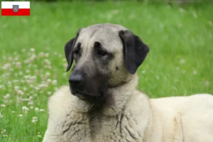 Read more about the article Criadores de Kangal e cachorros em Thuringia