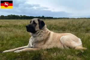 Read more about the article Criadores de Kangal e cachorros na Baixa Saxónia