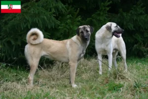 Read more about the article Criadores de Kangal e cachorros na Renânia do Norte-Vestefália