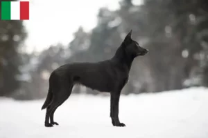 Read more about the article Criadores de Kelpie australiano e cachorros em Itália