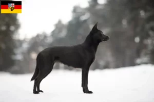 Read more about the article Criadores de Kelpie australiano e cachorros em Saarland