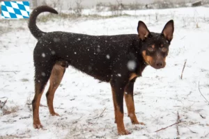 Read more about the article Criadores de Kelpie australiano e cachorros na Baviera