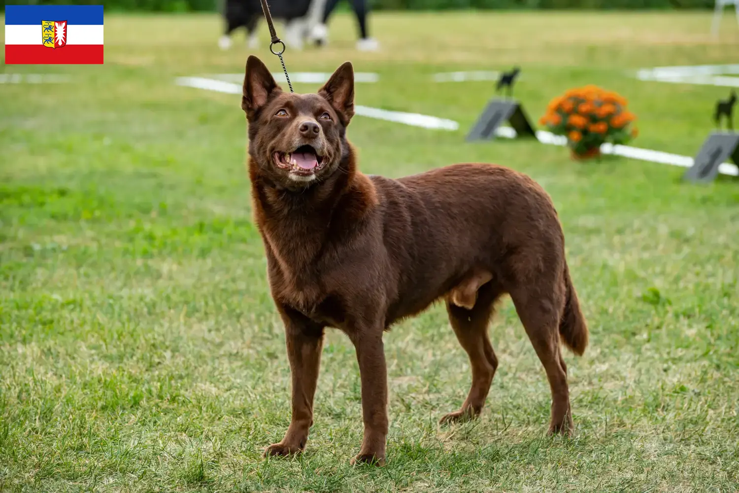 Read more about the article Criadores de Kelpie australiano e cachorros em Schleswig-Holstein