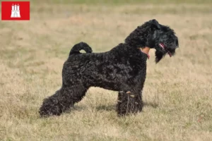 Read more about the article Criador de Kerry Blue Terrier e cachorros em Hamburgo