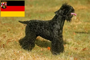 Read more about the article Criadores de Kerry Blue Terrier e cachorros em Renânia-Palatinado