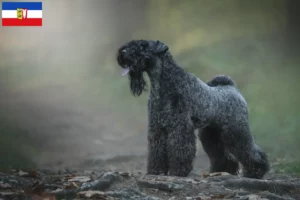 Read more about the article Criadores de Kerry Blue Terrier e cachorros em Schleswig-Holstein