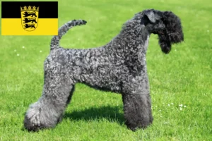 Read more about the article Criadores de Kerry Blue Terrier e cachorros em Baden-Württemberg