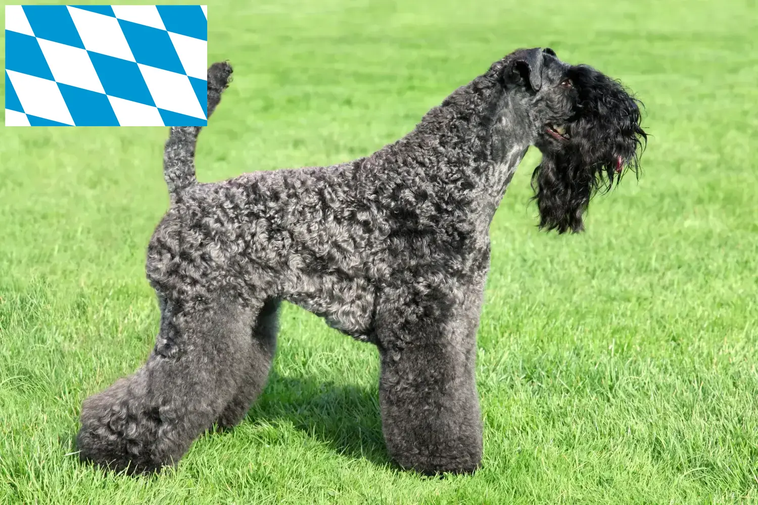 Kerry Blue Terrier cachorros e criadores Bavaria Encontre aqui criadores de Kerry Blue Terrier na Baviera.
