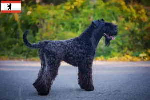 Read more about the article Criadores de Kerry Blue Terrier e cachorros em Berlim