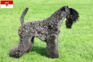 Read more about the article Criadores de Kerry Blue Terrier e cachorros em Brandenburg