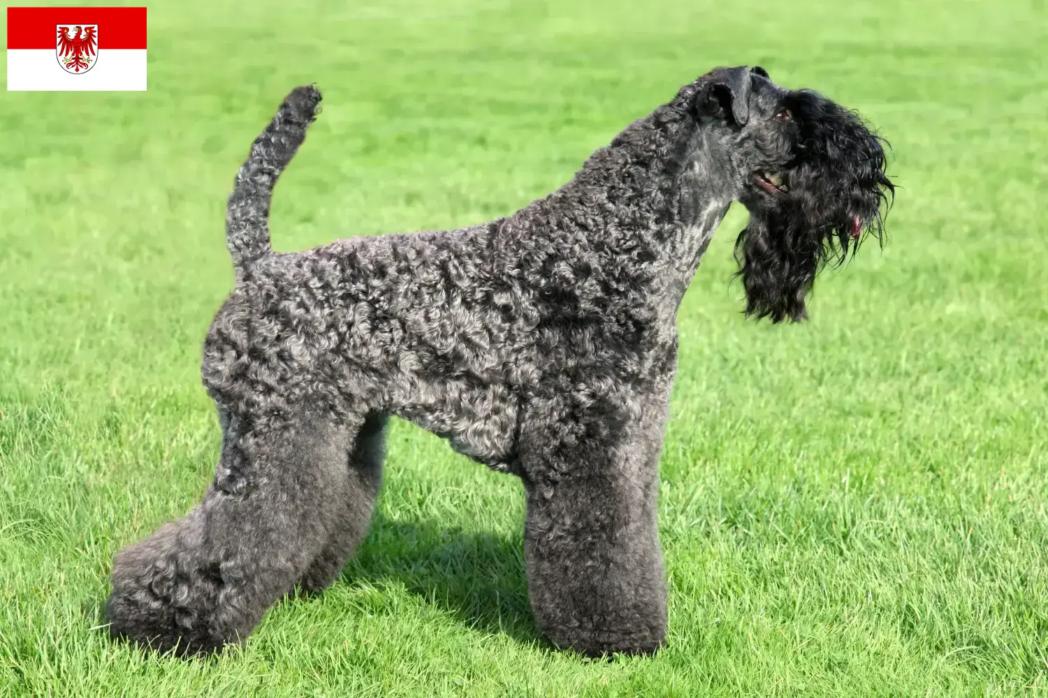 Kerry Blue Terrier cachorros e criador Brandenburg Encontre aqui criadores de Kerry Blue Terrier em Brandenburg.