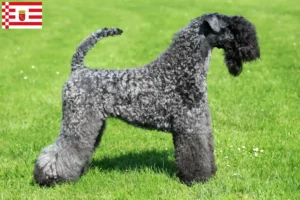 Read more about the article Criador de Kerry Blue Terrier e cachorros em Bremen