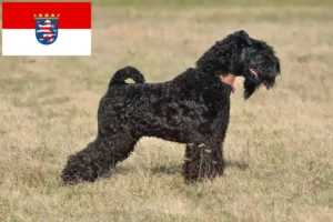 Read more about the article Criadores de Kerry Blue Terrier e cachorros em Hessen