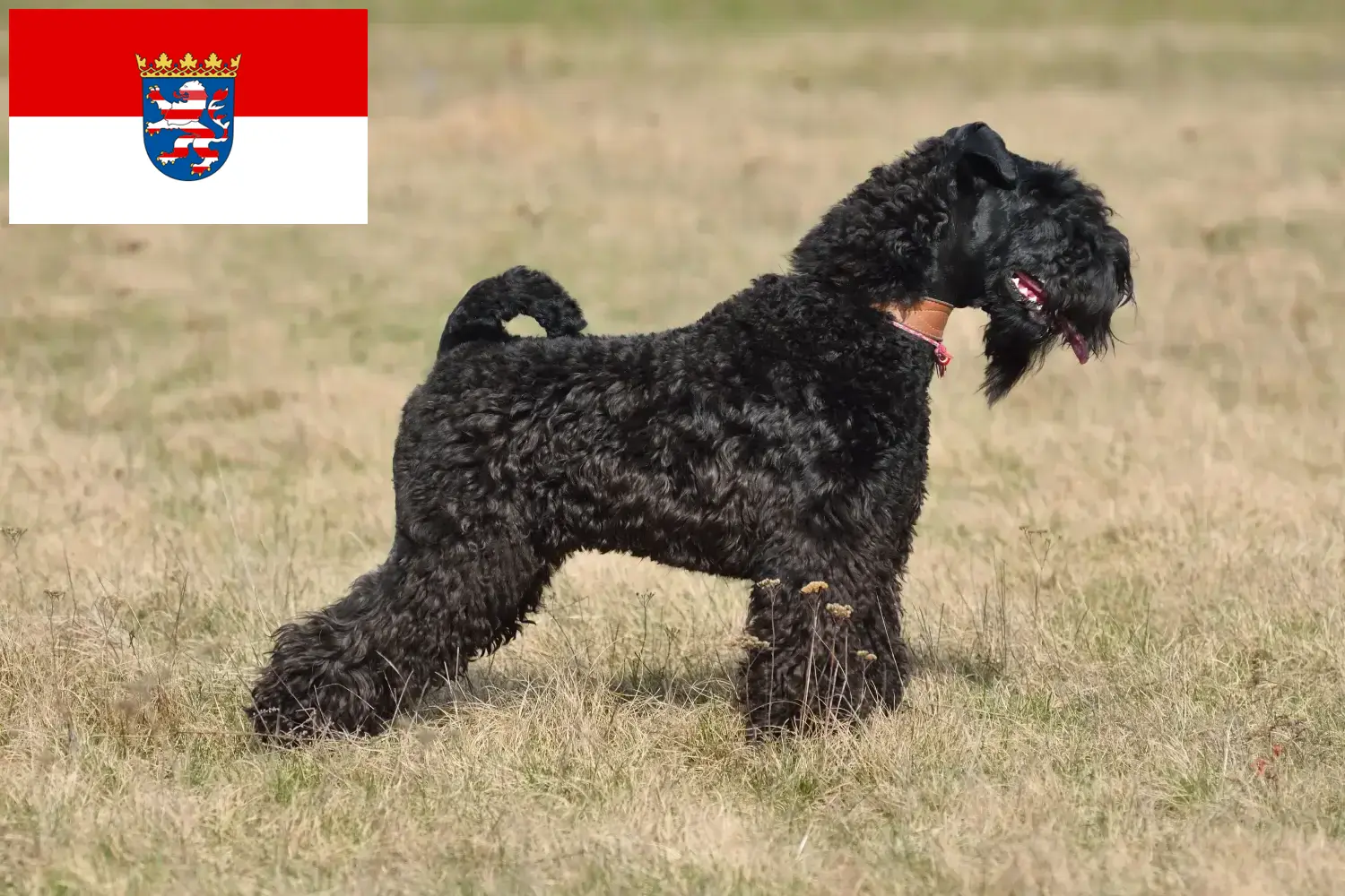 Kerry Blue Terrier cachorros e criador Hessen Encontre aqui criadores de Kerry Blue Terrier em Hessen.