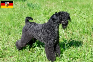 Read more about the article Criadores de Kerry Blue Terrier e cachorros em Saarland