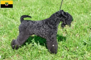 Read more about the article Criadores de Kerry Blue Terrier e cachorros em Saxónia-Anhalt