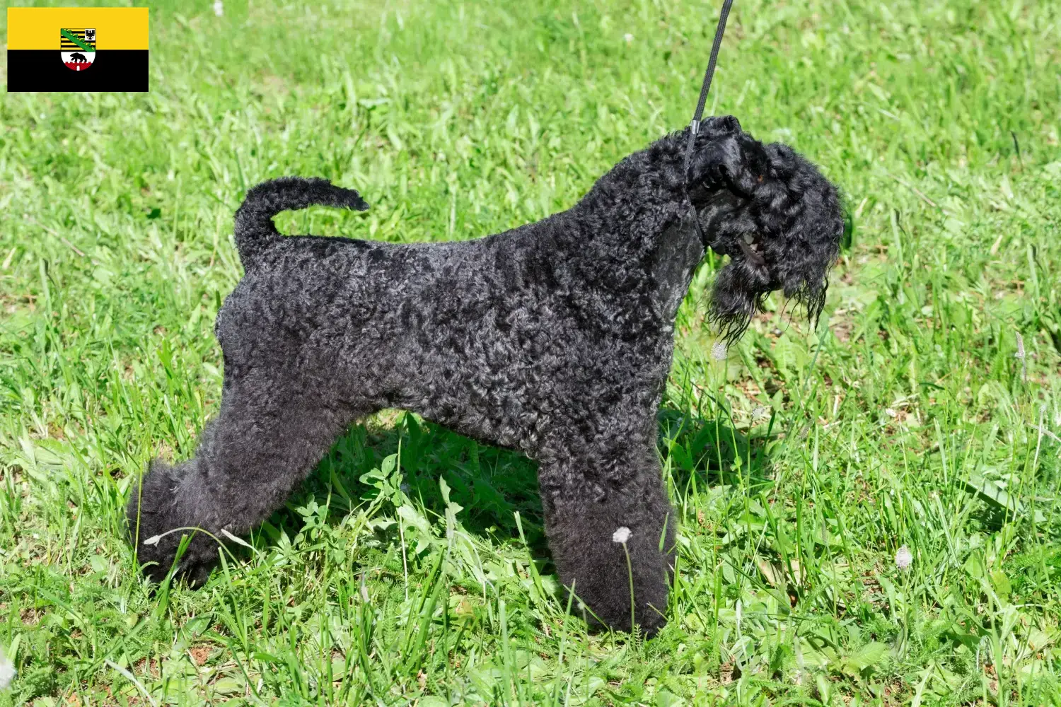 Read more about the article Criadores de Kerry Blue Terrier e cachorros em Saxónia-Anhalt