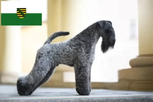 Read more about the article Criadores de Kerry Blue Terrier e cachorros em Saxónia