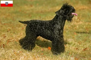 Read more about the article Criadores de Kerry Blue Terrier e cachorros em Thuringia