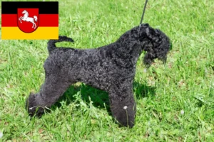 Read more about the article Criadores de Kerry Blue Terrier e cachorros na Baixa Saxónia