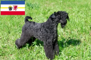 Read more about the article Criadores de Kerry Blue Terrier e cachorros em Mecklenburg-Vorpommern
