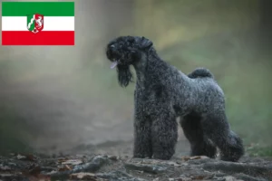 Read more about the article Criadores de Kerry Blue Terrier e cachorros em Renânia do Norte-Vestefália