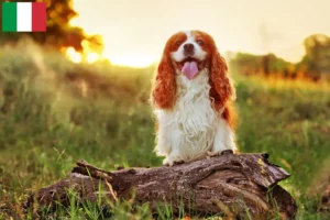 Read more about the article Criadores e cachorros de King Charles Spaniel em Itália
