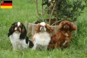 Read more about the article Criadores de King Charles Spaniel e cachorros em Renânia-Palatinado
